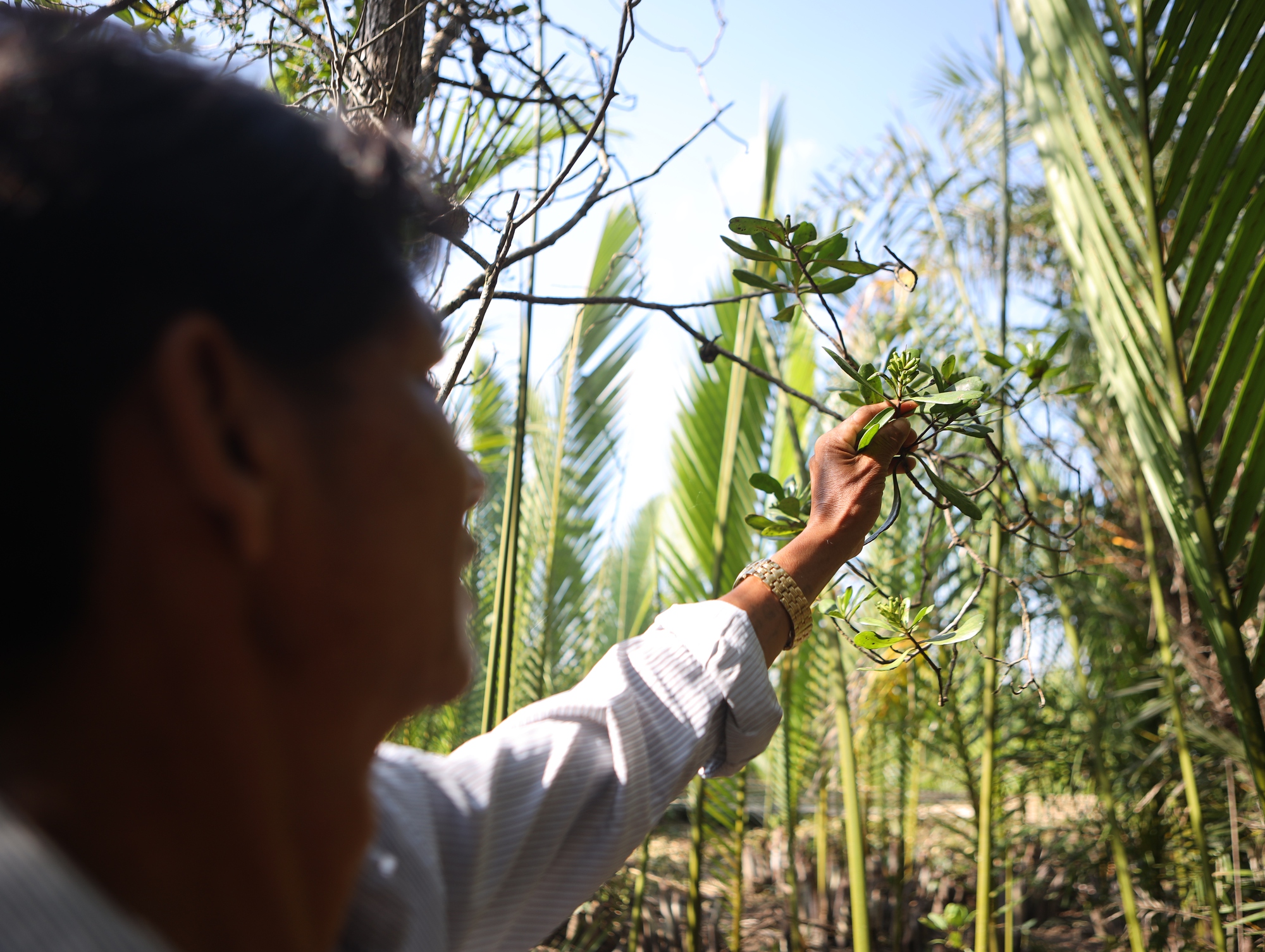 Rừng Cần Giờ dư sức thành Ramsar - Ảnh 3.