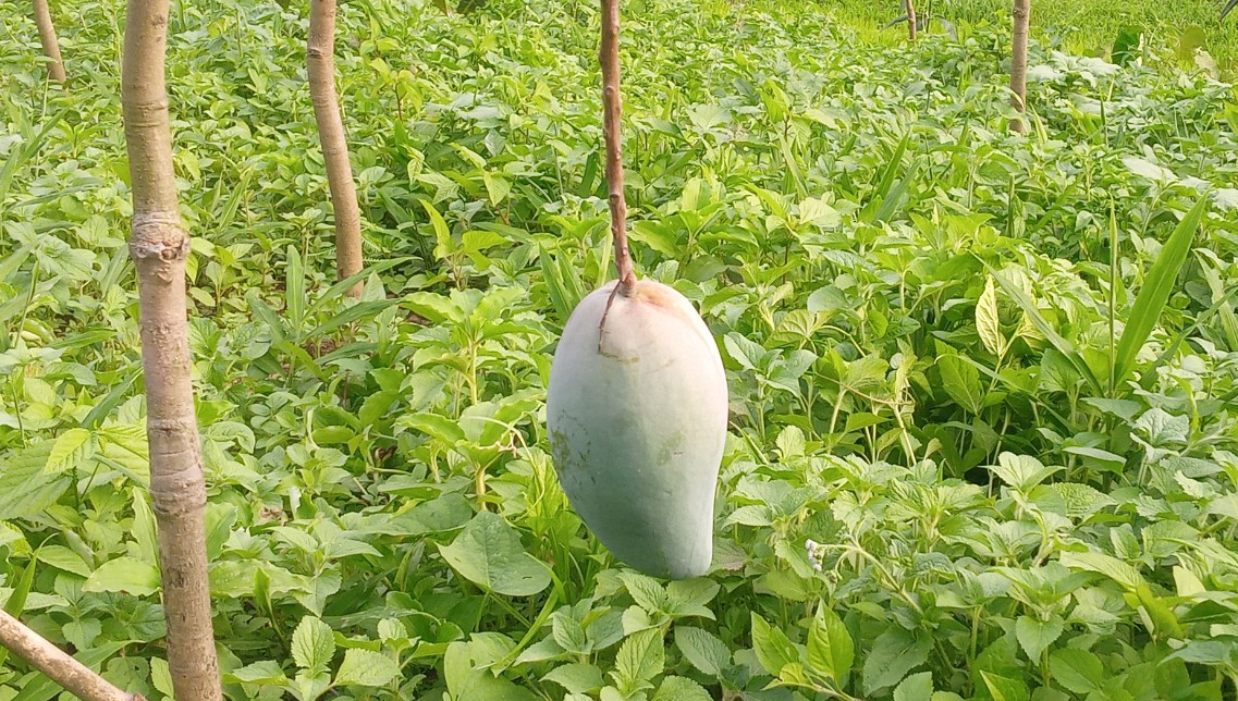 &quot;Vài năm nữa Pà Vầy Sủ sẽ không còn là xã nghèo&quot;   - Ảnh 5.