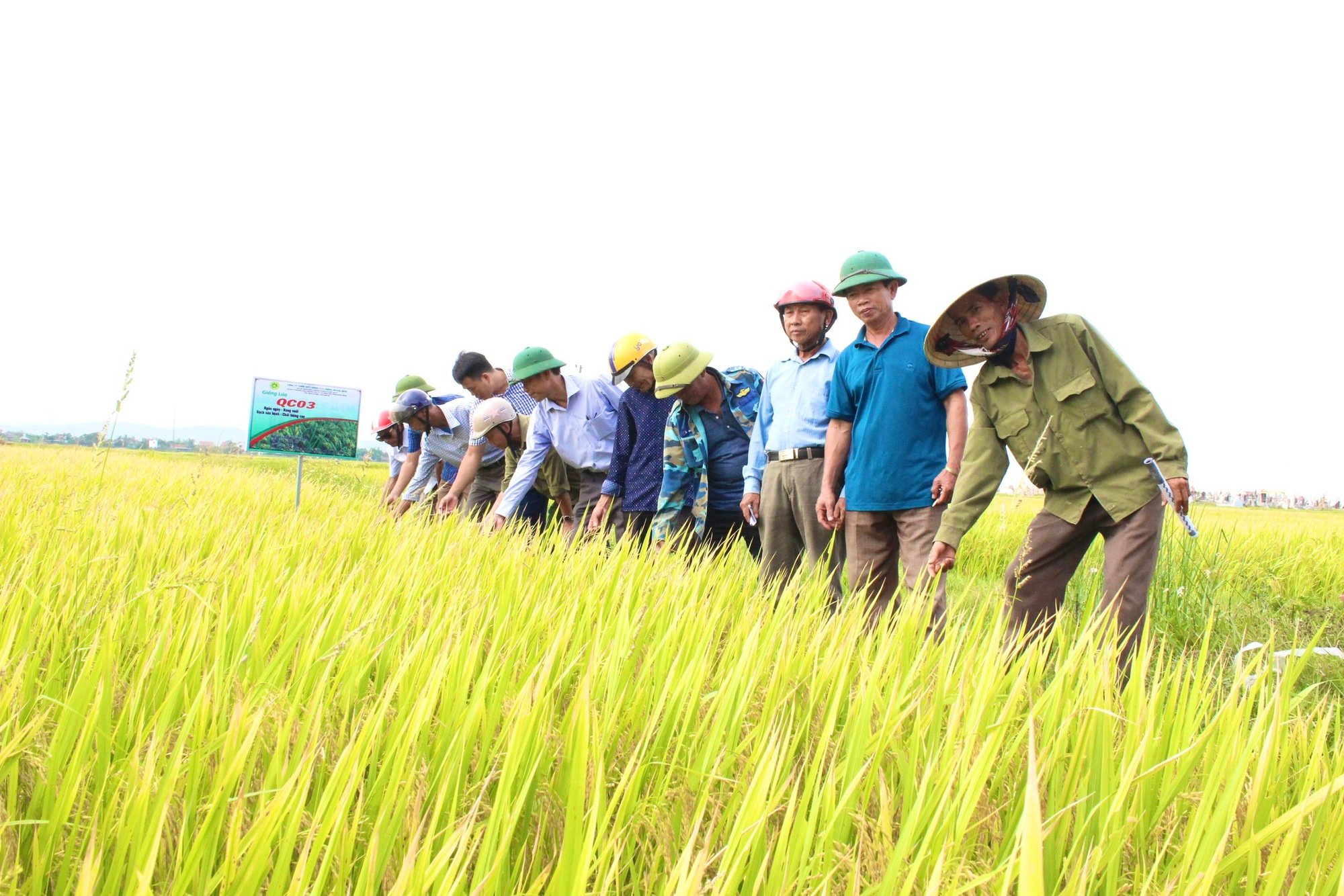 Quảng Bình: Dân trồng giống lúa mới này, thấy cây phát triển tốt, lúa trĩu bông, cho năng suất cao - Ảnh 1. Quảng Bình: Dân trồng giống lúa mới này, thấy cây phát triển tốt, lúa trĩu bông, cho năng suất cao - Ảnh 1.