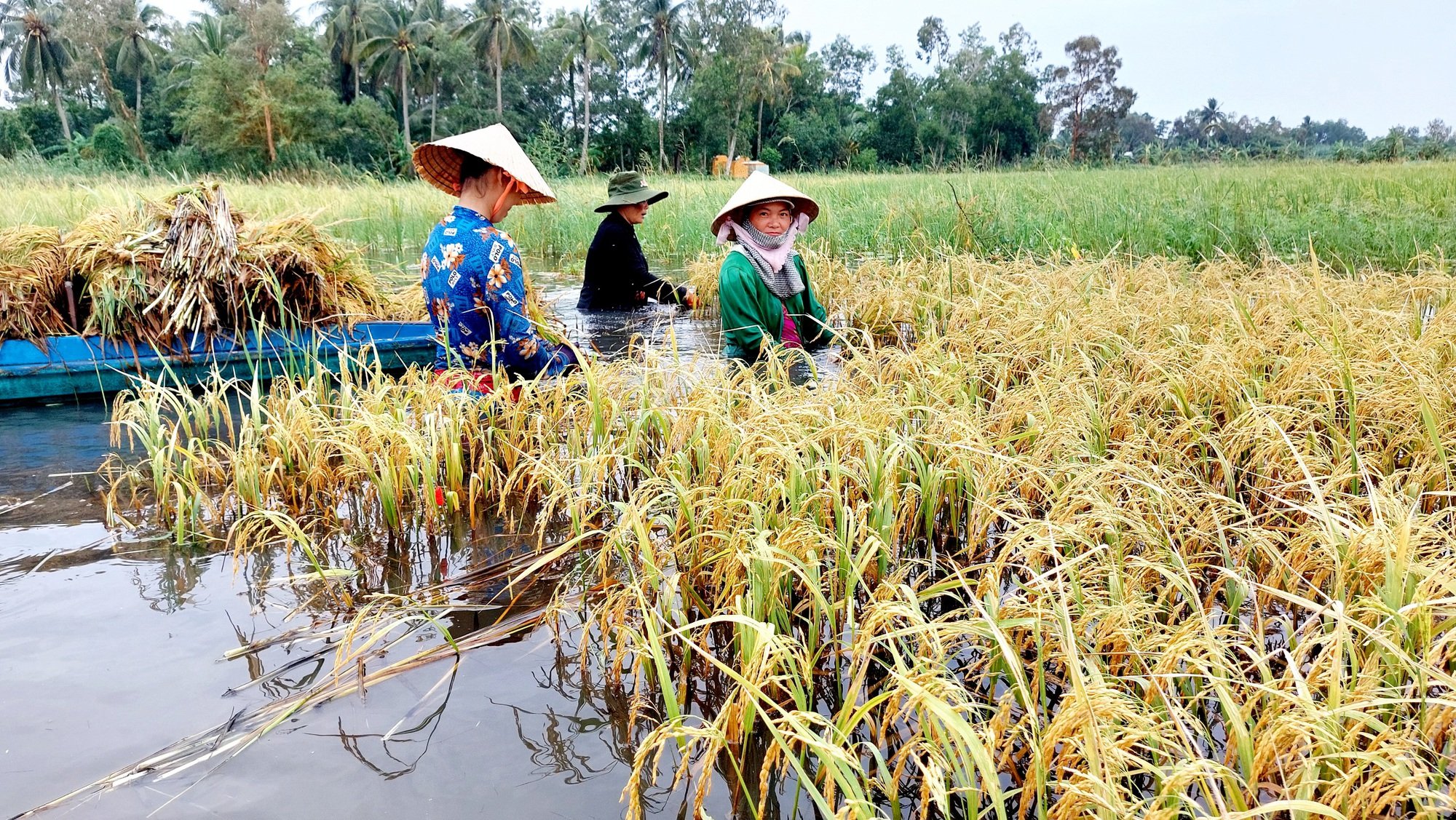 Nông dân vùng bán đảo Cà Mau thiệt hại năng vụ lúa hè thu do mưa bão gây ngập úng - Ảnh 1.