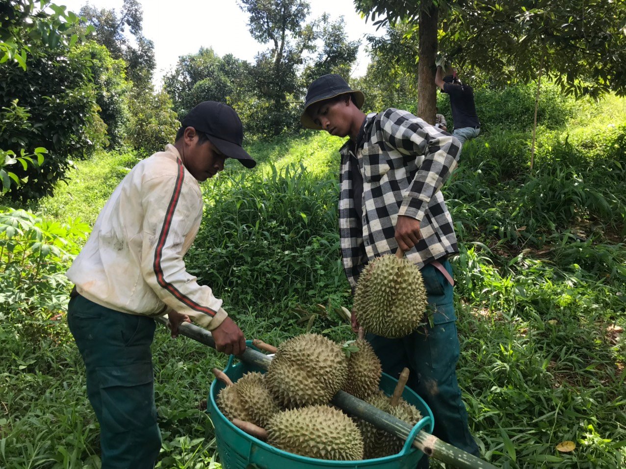 Giá sầu riêng ở Khánh Sơn tăng kỷ lục, nhiều nông dân phấn khởi - Ảnh 1.