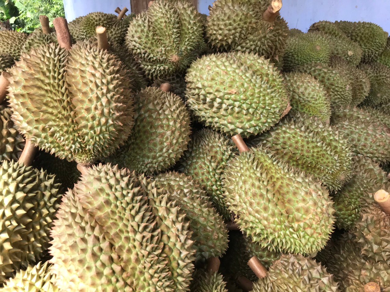 Giá sầu riêng ở Khánh Sơn tăng kỷ lục, nhiều nông dân phấn khởi - Ảnh 2.