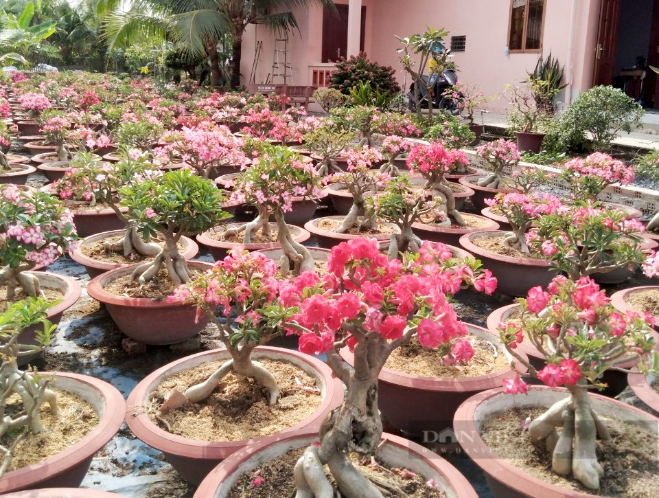 Ông trưởng ấp trồng sứ bonsai ẳm luôn danh hiệu nông dân giỏi ở Sài thành  - Ảnh 3.