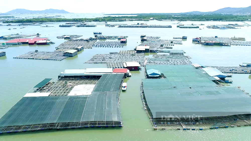 Nghề nuôi trồng thủy sản ở làng bè Long Sơn (TP.Vũng Tàu). Ảnh: Trần Khánh