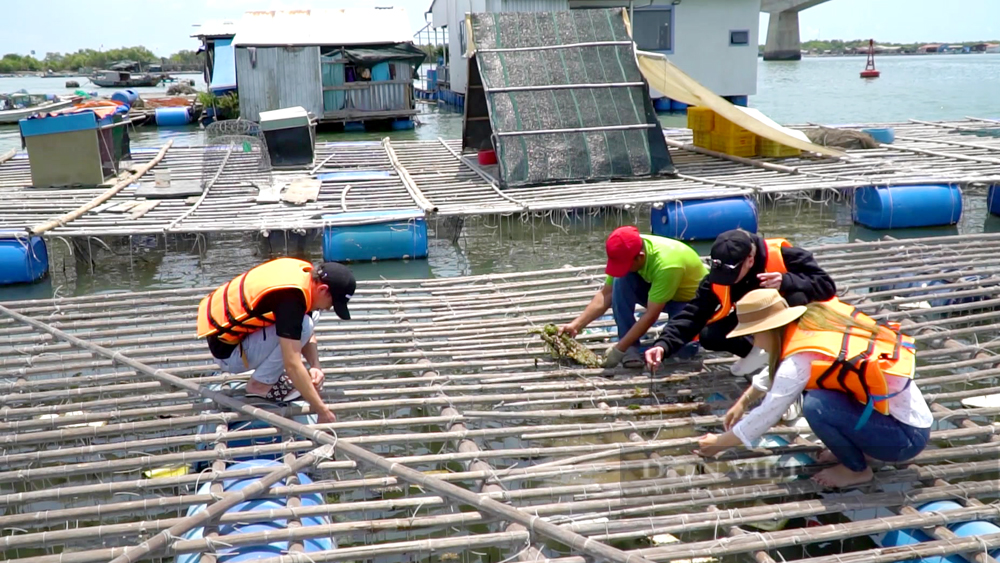 Sức hút từ nghề nuôi trồng thủy sản trên các làng bè Bà Rịa - Vũng Tàu - Ảnh 3.