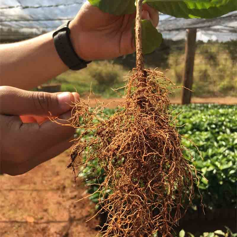 Giá cà phê 30/8: Cà phê trong nước chạm mốc 66.000 đồng/kg - Ảnh 4.