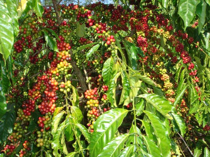 Giá cà phê 30/8: Cà phê trong nước chạm mốc 66.000 đồng/kg - Ảnh 3.