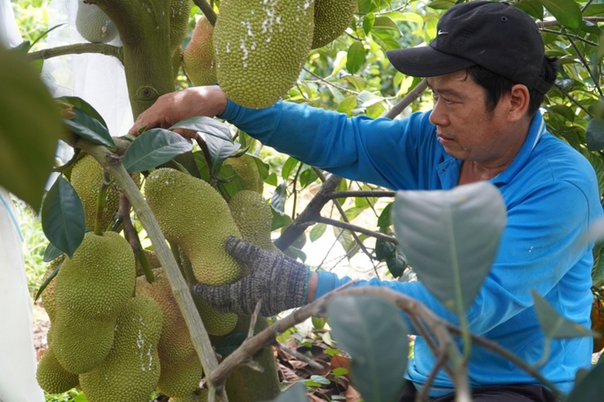 Mít sầu riêng đặc biệt đang gây sốt ở miền Tây   - Ảnh 6.