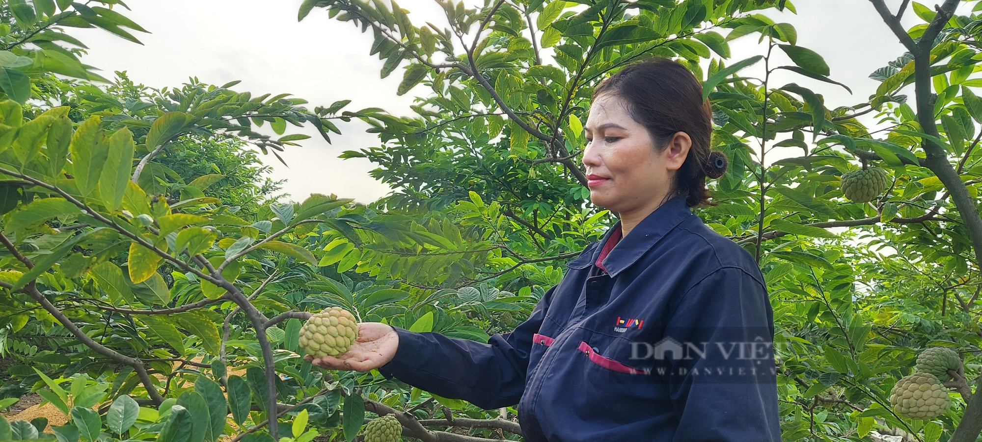 Nông dân Thủy Nguyên, Hải Phòng trồng thứ cây quả xù xì nhiều mắt, đến vụ thu hoạch cũng lãi 9 -10 triệu đồng/ sào. - Ảnh 2.
