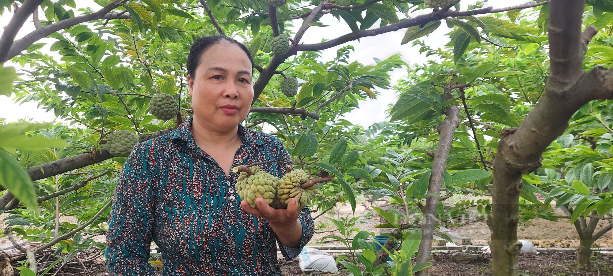 Nông dân Thủy Nguyên, Hải Phòng trồng thứ cây quả xù xì nhiều mắt, đến vụ thu hoạch cũng lãi 9 -10 triệu đồng/ sào. - Ảnh 4.