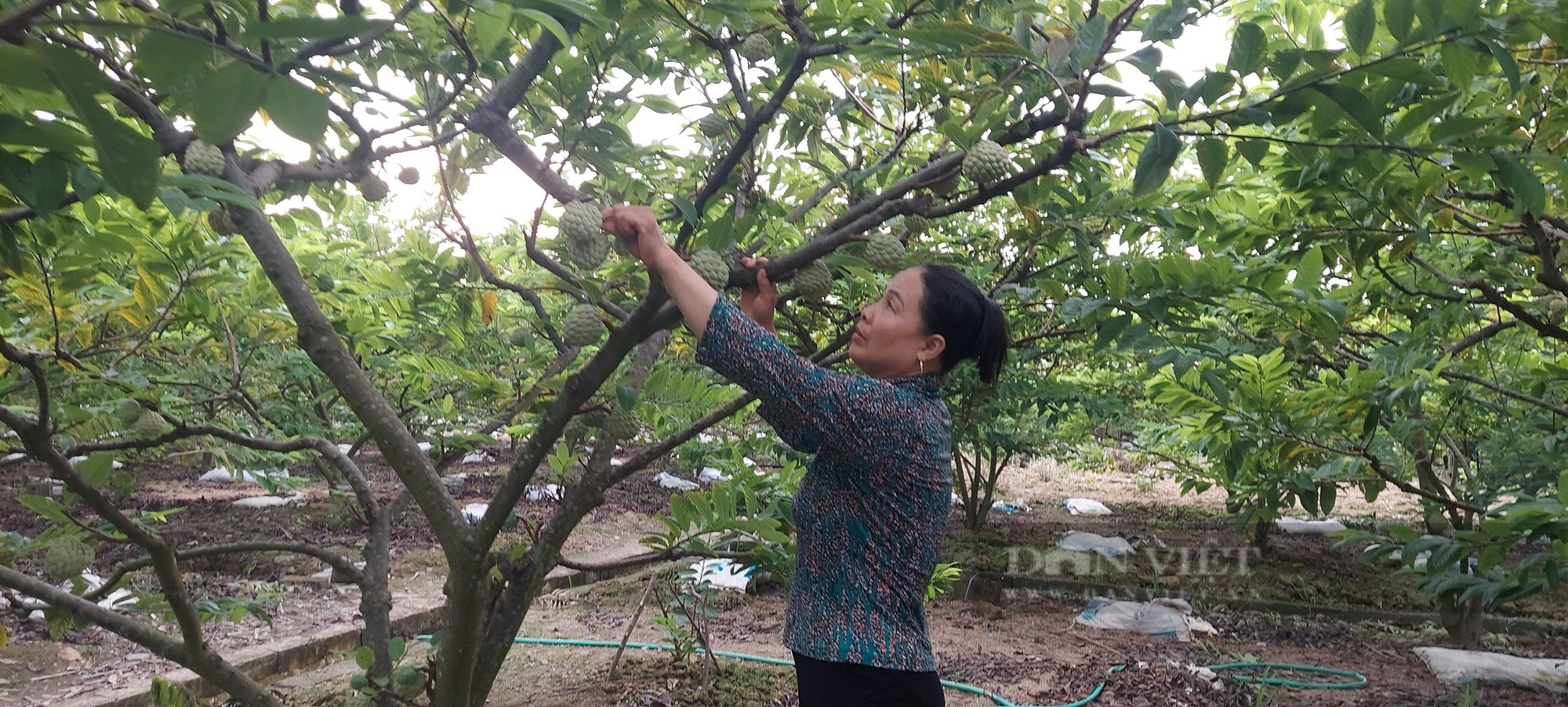 Nông dân Thủy Nguyên, Hải Phòng trồng thứ cây quả xù xì nhiều mắt, đến vụ thu hoạch cũng lãi 9 -10 triệu đồng/ sào. - Ảnh 5.