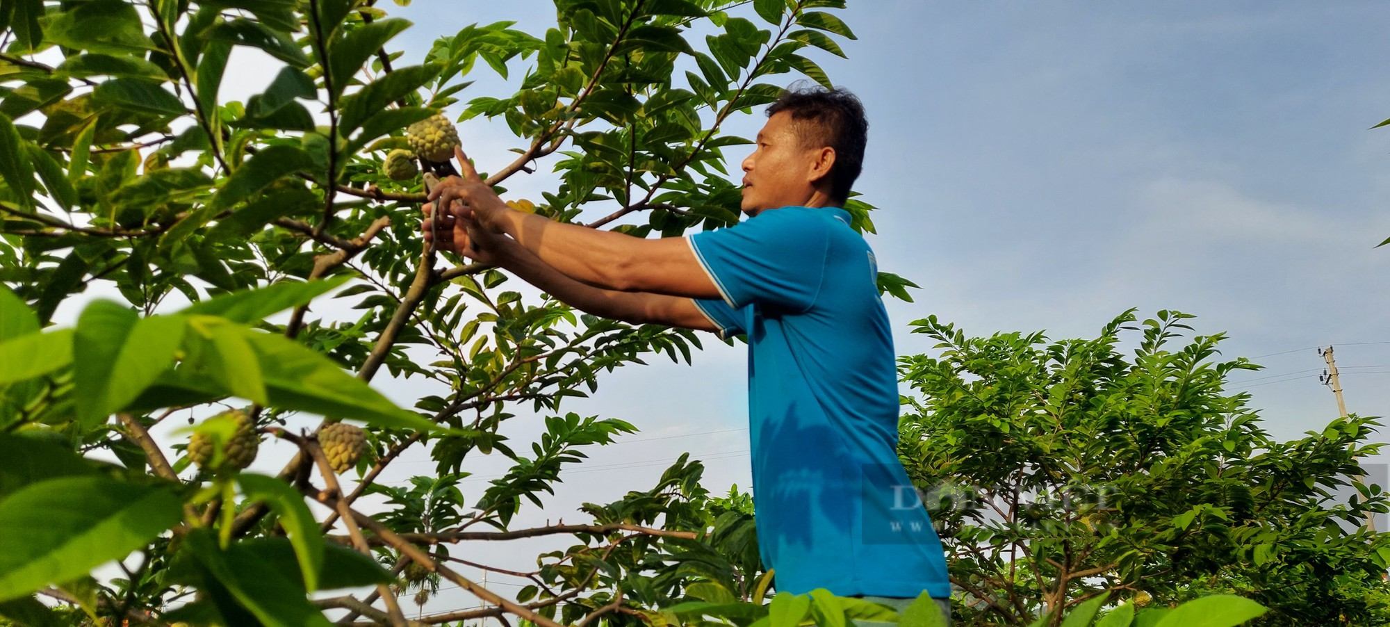 Nông dân Thủy Nguyên, Hải Phòng trồng thứ cây quả xù xì nhiều mắt, đến vụ thu hoạch cũng lãi 9 -10 triệu đồng/ sào. - Ảnh 6.
