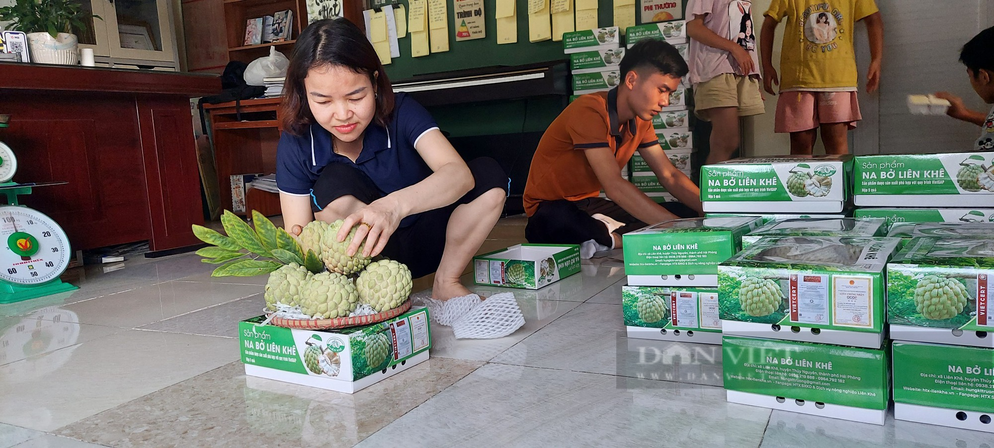 Nông dân Thủy Nguyên, Hải Phòng trồng thứ cây quả xù xì nhiều mắt, đến vụ thu hoạch cũng lãi 9 -10 triệu đồng/ sào. - Ảnh 7.