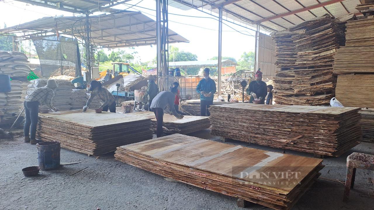 37 năm giữ cương vị Trưởng xóm, người cán bộ dân tộc Sán Dìu giúp bà con thoát nghèo nhờ trồng rừng - Ảnh 3.