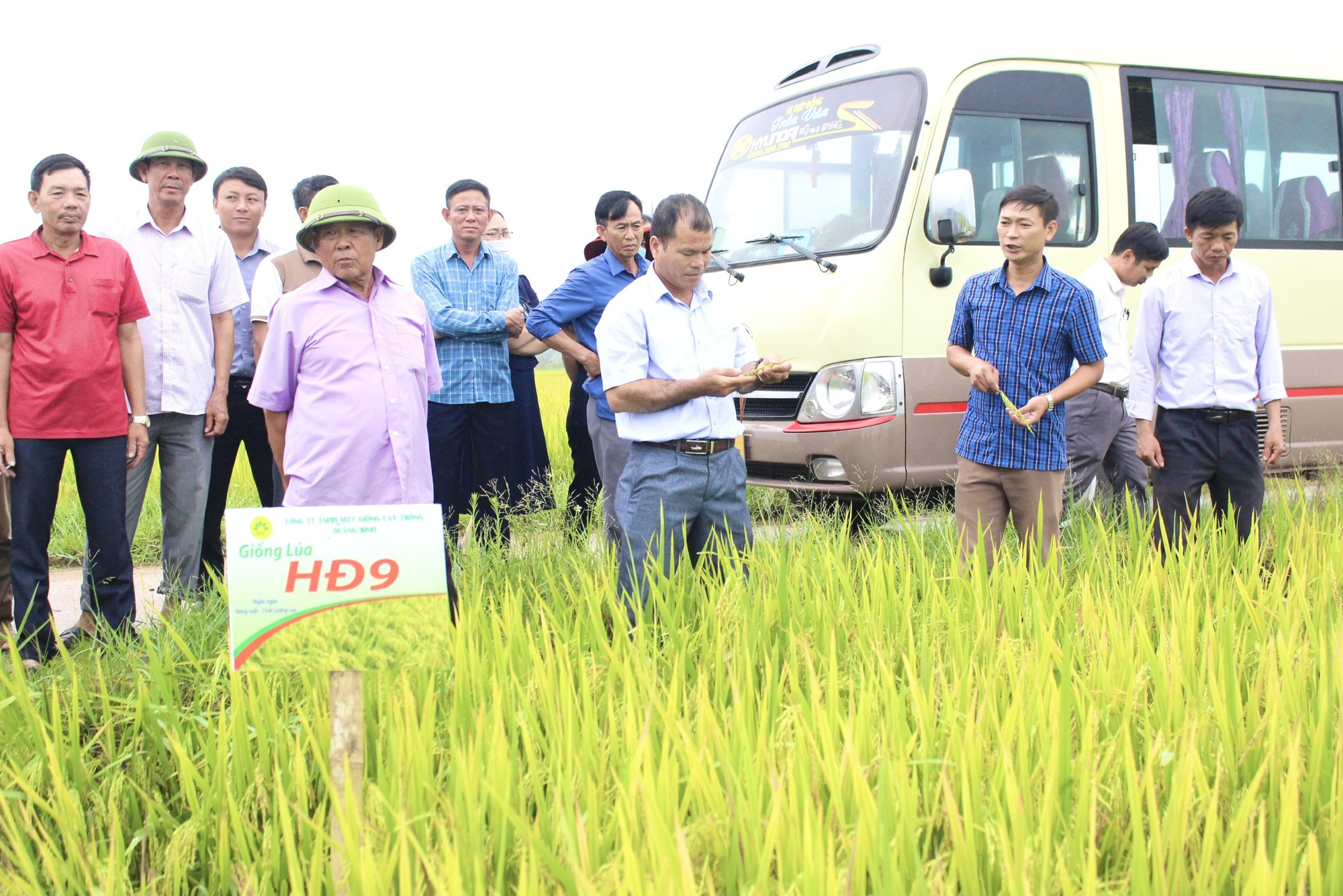 Quảng Bình: Nông dân thăm đồng, ngỡ ngàng với chất lượng, năng suất cao của giống lúa mới này - Ảnh 3.