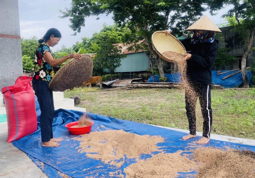 Loại cây này cải tạo đất tốt, nông dân lại thu lợi đáng kể nhờ giá đạt đỉnh 50.000 đồng/kg - Ảnh 1.