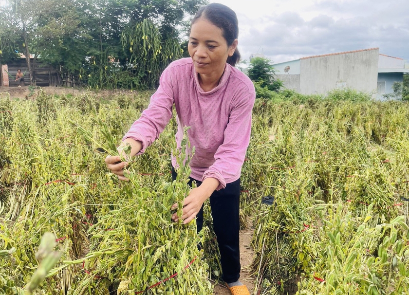 Loại cây này cải tạo đất tốt, nông dân lại thu lợi đáng kể nhờ giá đạt đỉnh 50.000 đồng/kg - Ảnh 2.