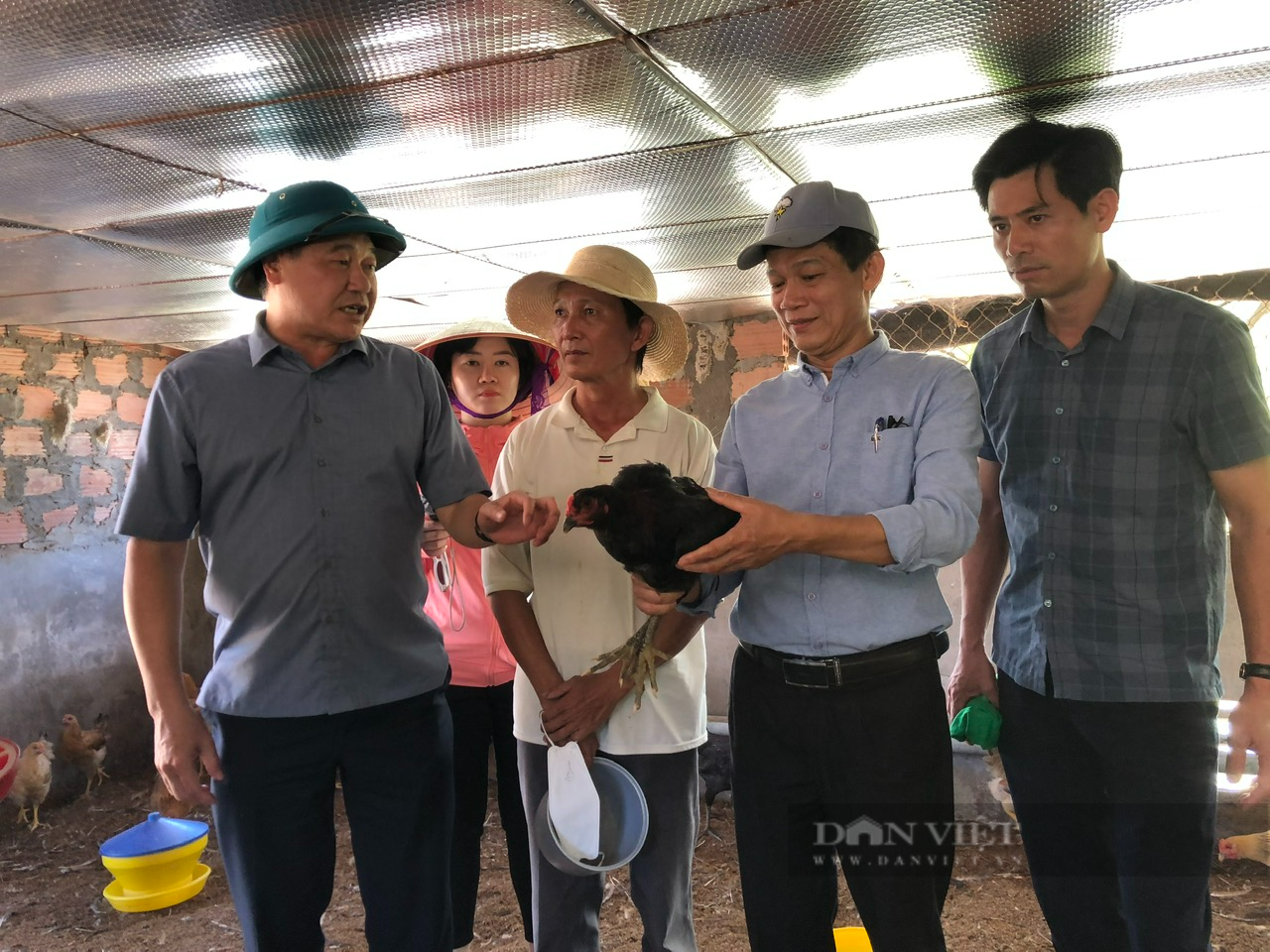 Quảng Trị: Nông dân ở huyện Hải Lăng nuôi giống gà gì mà &quot;chịu nóng&quot; rất tốt, chất lượng thịt thơm ngon? - Ảnh 1.