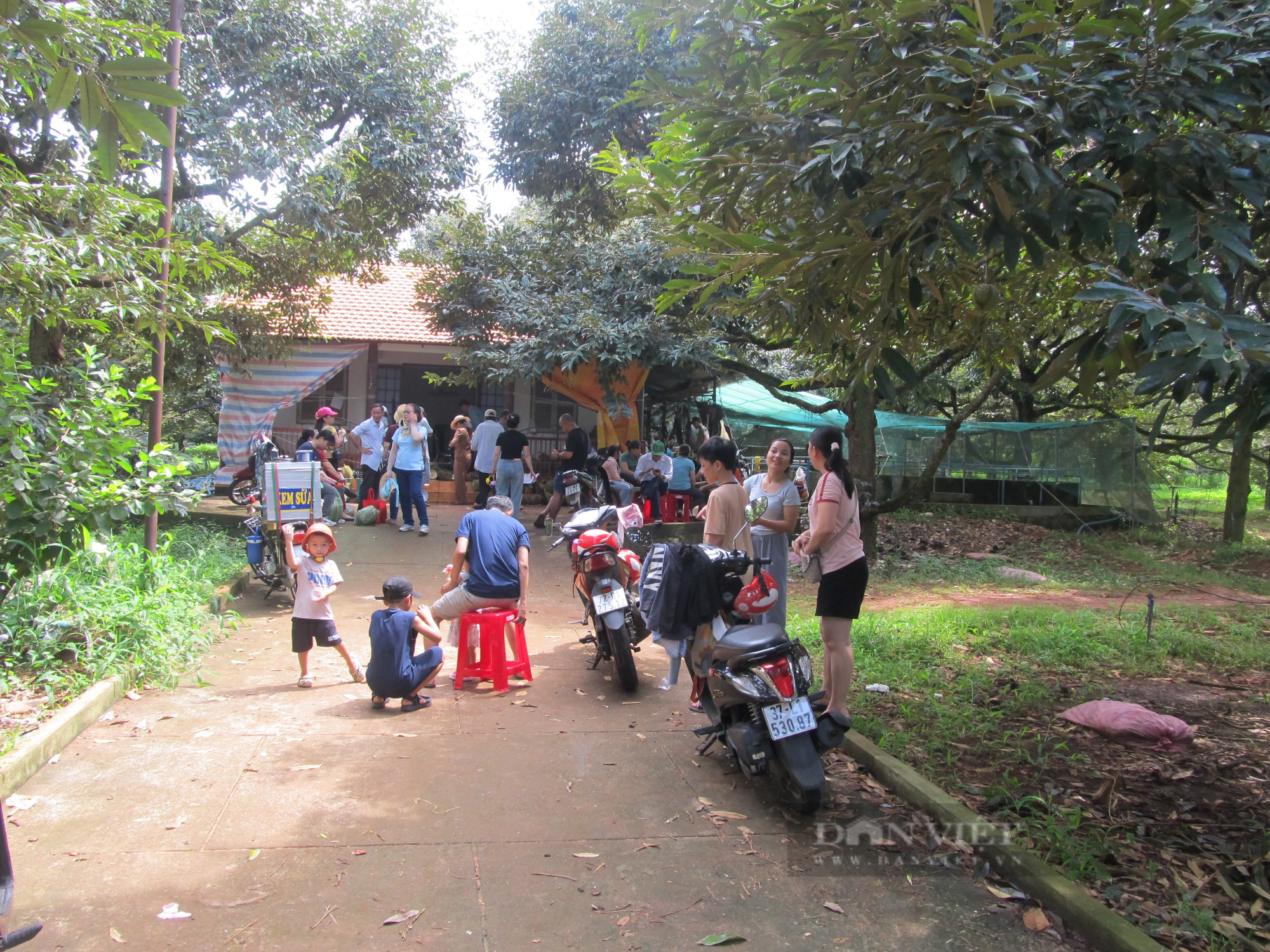Trồng sầu riêng, nuôi cá, khách du lịch đến xem đông nghịt, nông dân Bà Rịa – Vũng Tàu thu tiền tỷ - Ảnh 6.