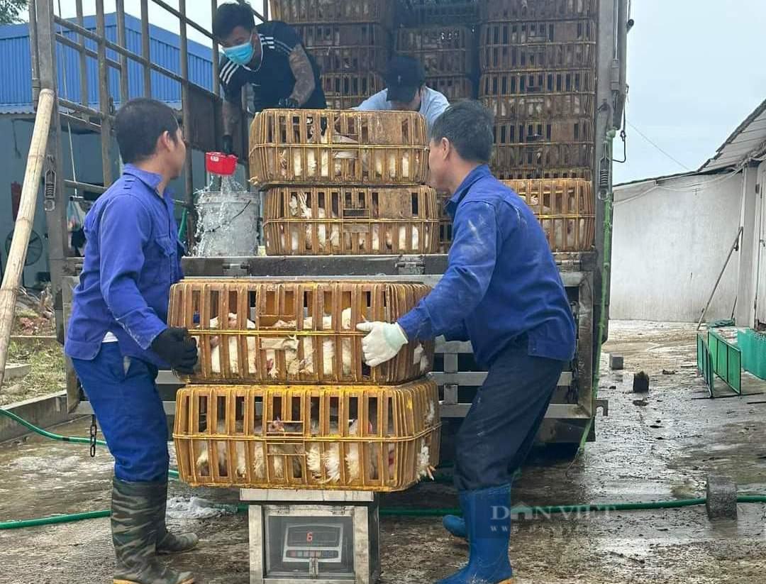 Giá gia cầm hôm nay 5/8: Giá gà công nghiệp tăng nhẹ, cách phòng, điều trị bệnh dịch tả trên vịt - Ảnh 1.