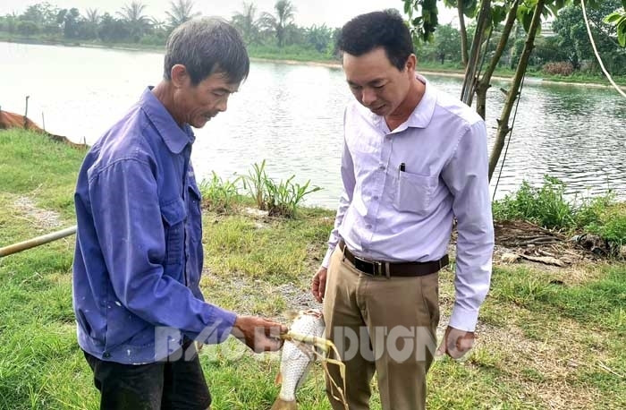 “Muốn giàu nuôi cá, muốn khá nuôi heo”, nhưng vì sao người nuôi cá truyền thống ở đây lao đao thế này? - Ảnh 1.