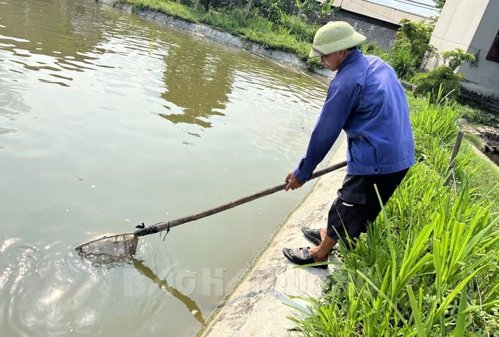 “Muốn giàu nuôi cá, muốn khá nuôi heo”, nhưng vì sao người nuôi cá truyền thống ở đây lao đao thế này? - Ảnh 2.