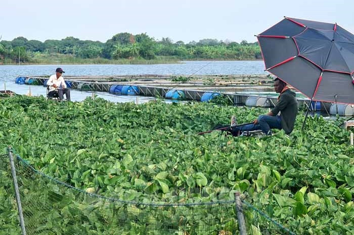 “Muốn giàu nuôi cá, muốn khá nuôi heo”, nhưng vì sao người nuôi cá truyền thống ở đây lao đao thế này? - Ảnh 3.