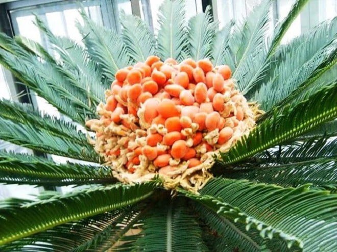 Loại cây phong thủy biết “đẻ trứng vàng”, 20 năm mới kết quả giá 600.000 đồng/kg, nhà nào có là báu vật - Ảnh 3.
