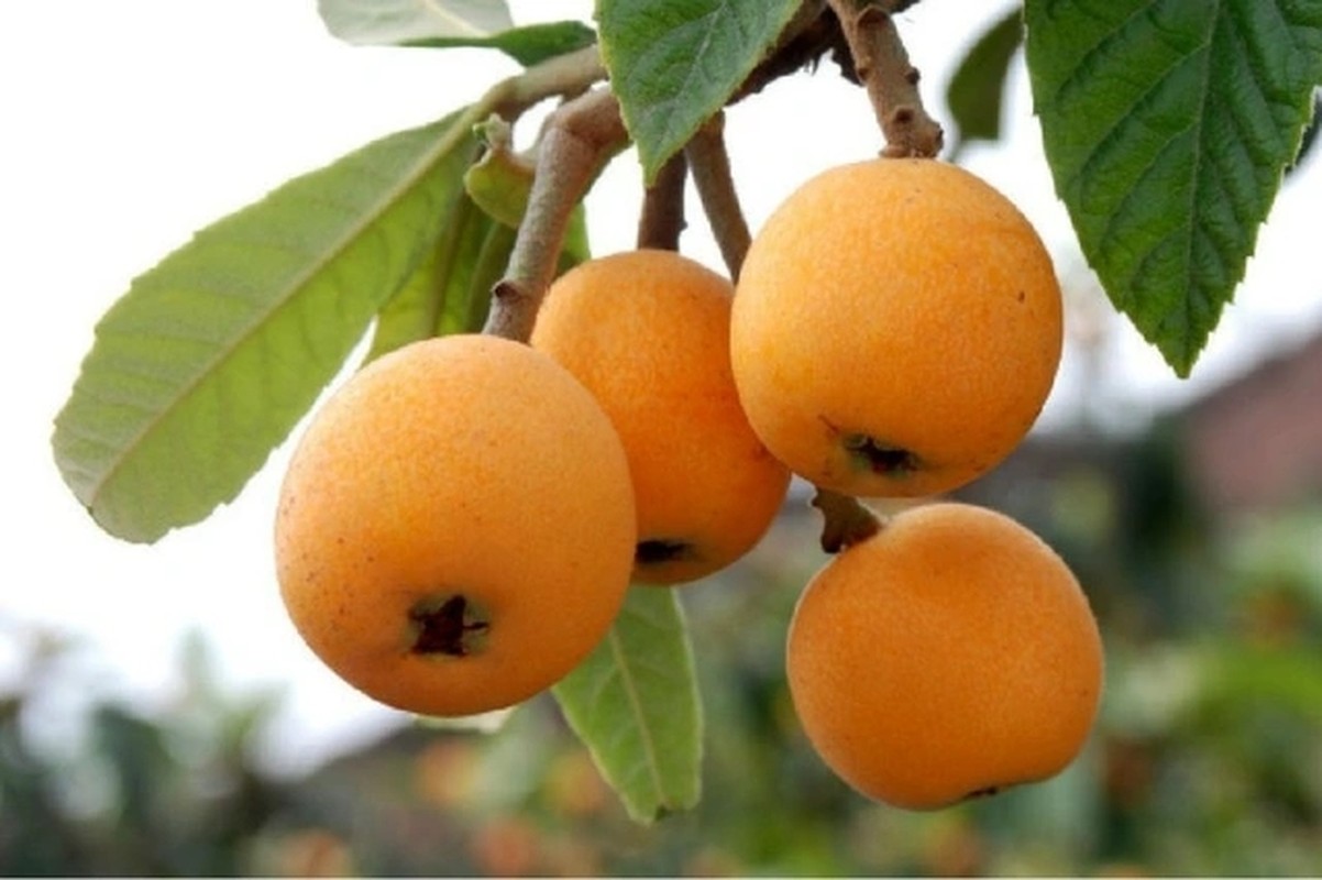 4 quả rụng đầy ở nước ngoài, về Việt Nam giá trên trời - Ảnh 10.