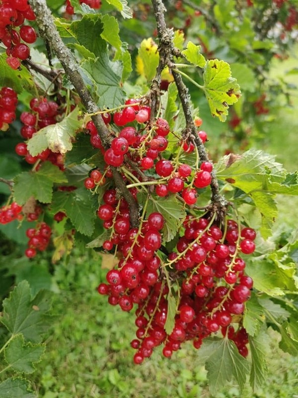 4 quả rụng đầy ở nước ngoài, về Việt Nam giá trên trời - Ảnh 4.