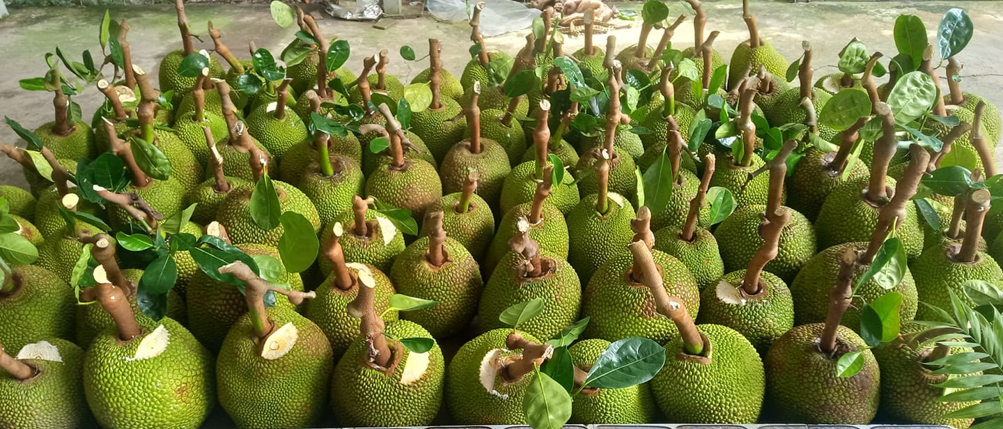 Giá mít Thái hôm nay 6/8: Giá tăng đột biến, mít Thái Tiền Giang 46.000 đồng/kg, nông dân nói tiếc nuối điều gì? - Ảnh 1.