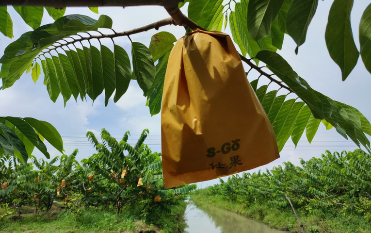 Doanh nghiệp xuất khẩu rau quả phấn khởi được mùa đơn hàng - Ảnh 1. Doanh nghiệp xuất khẩu rau quả phấn khởi được mùa đơn hàng - Ảnh 1.