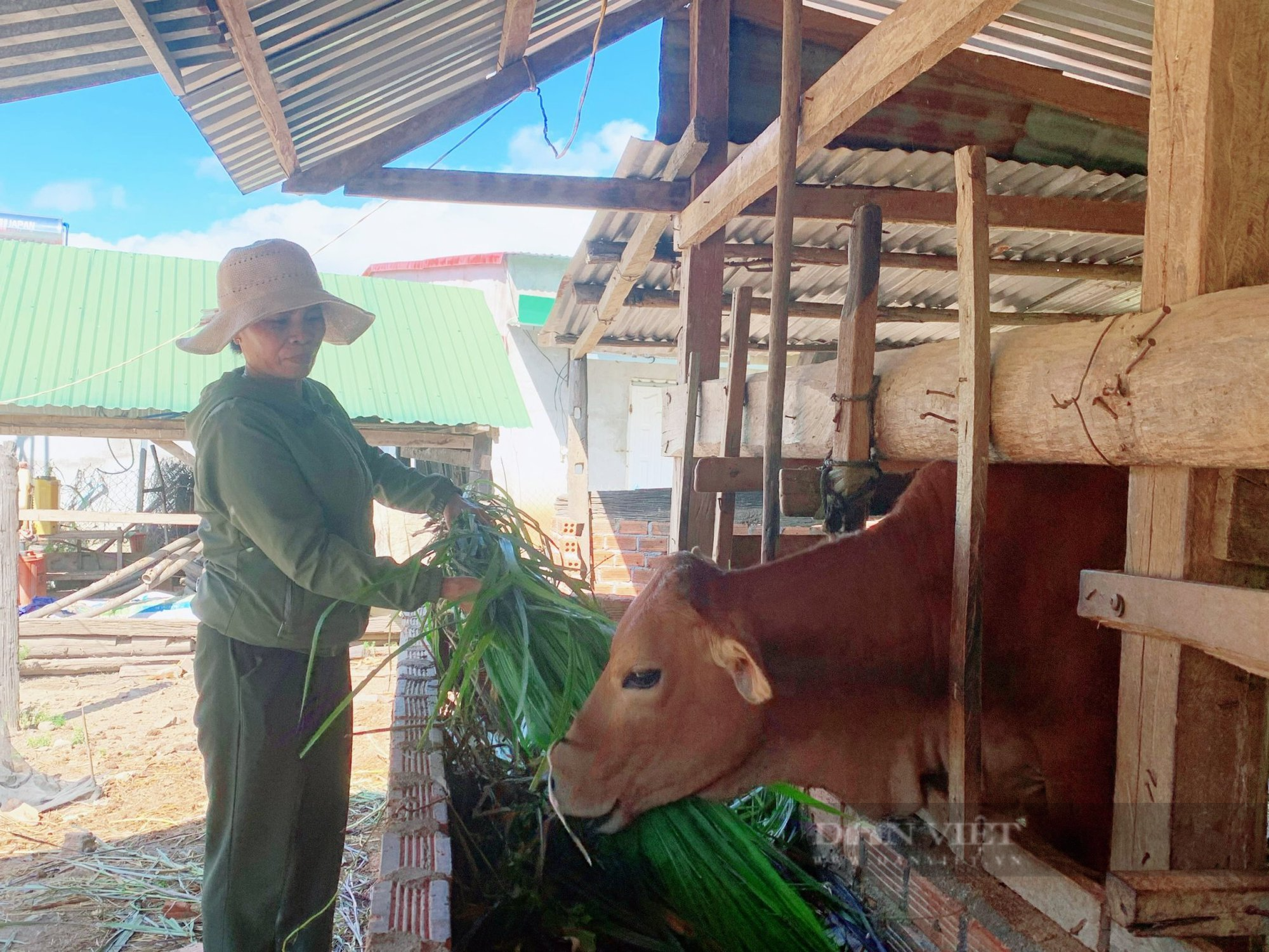 Trao &quot;cần câu&quot;, mở lối thoát nghèo bền vững cho người dân Đắk Lắk - Ảnh 3.