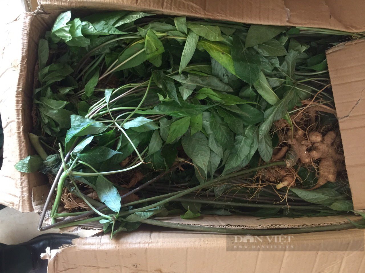 Những đêm trắng lùng bắt sâm lậu (Bài 4) - Ảnh 5.