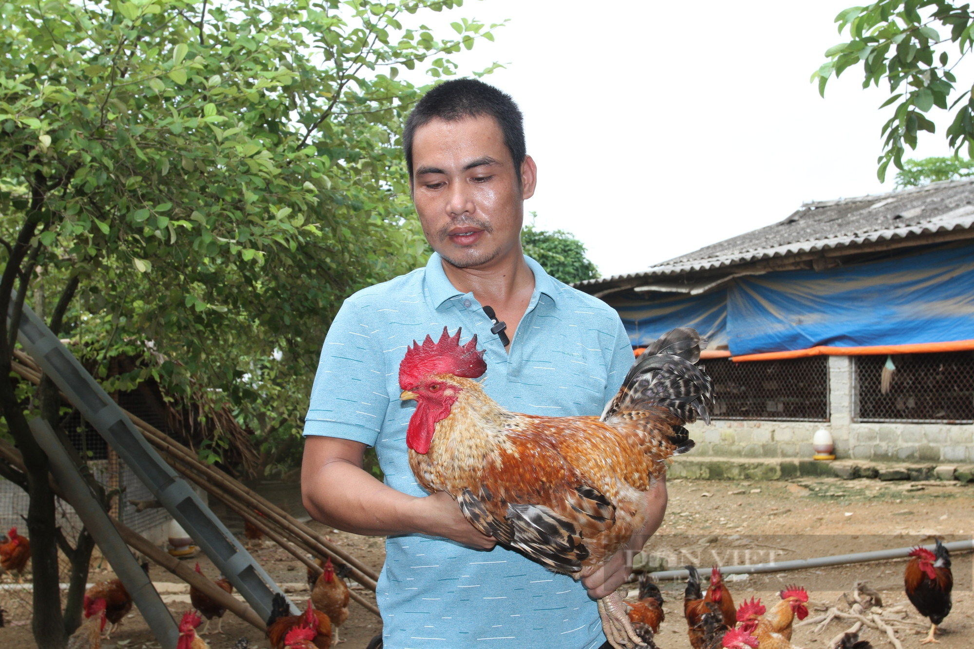 Nuôi giống gà ri hoa mơ theo hướng hữu cơ, thịt thơm ngon, anh nông dân Thái Nguyên không đủ hàng để bán - Ảnh 3.