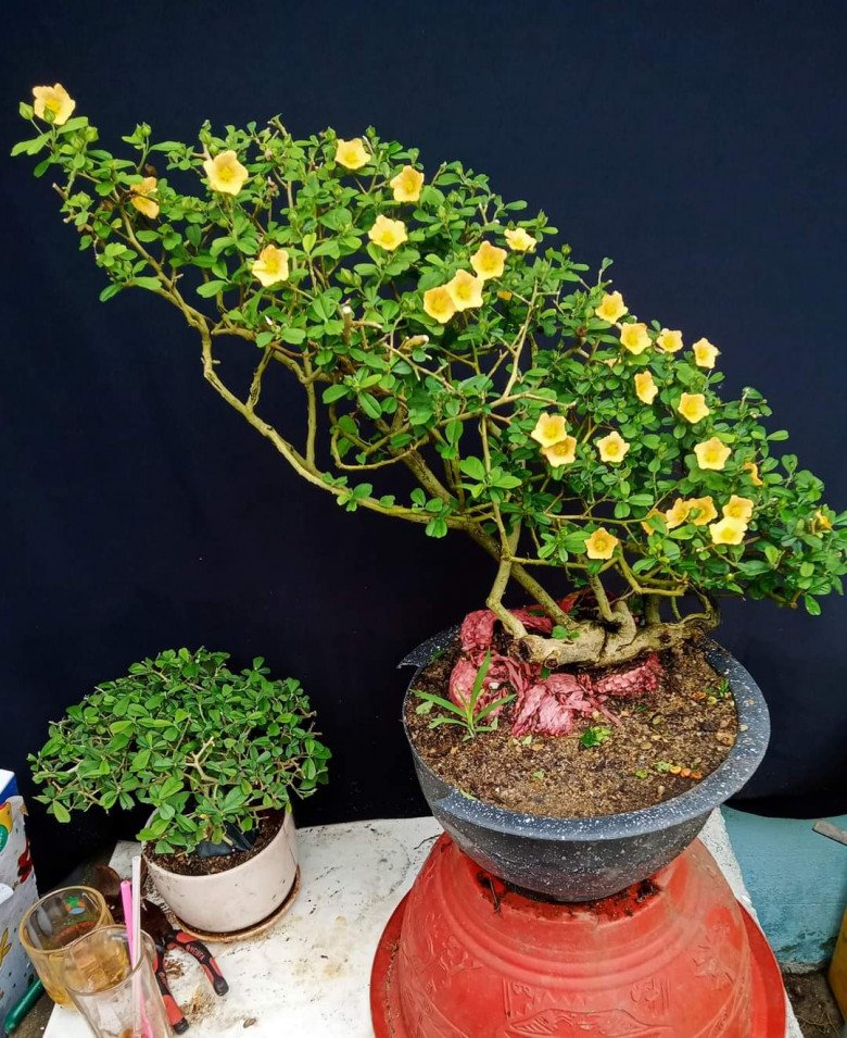 Loại hoa xưa mọc bờ bụi, nay cho vào chậu làm cảnh, trồng một cây trong vườn có thể bán 10 triệu đồng - Ảnh 2.