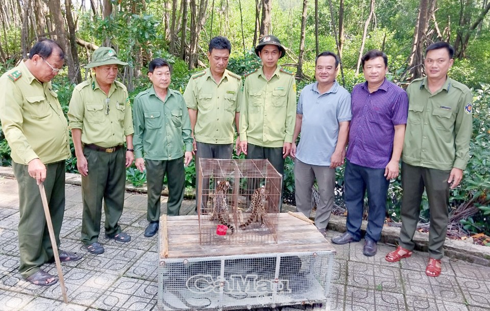 Nuôi 2 con kỳ đà to bự làm kiểng, một người dân Cà Mau giao nộp cho lực lượng chức năng thả về tự nhiên - Ảnh 2.