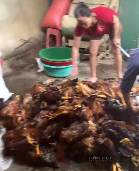 Hà Tĩnh: Quạt thông gió hỏng đột ngột, hơn 8.000 con gà chết ngạt khiến nông dân thiệt hại hơn 1.3 tỷ đồng - Ảnh 3.
