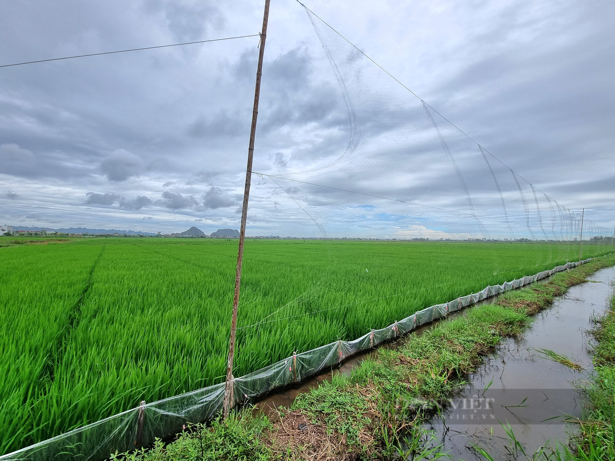 Ám ảnh chim trời bị “hành quyết” lơ lửng giữa cánh đồng lúa ở Ninh Bình - Ảnh 3.