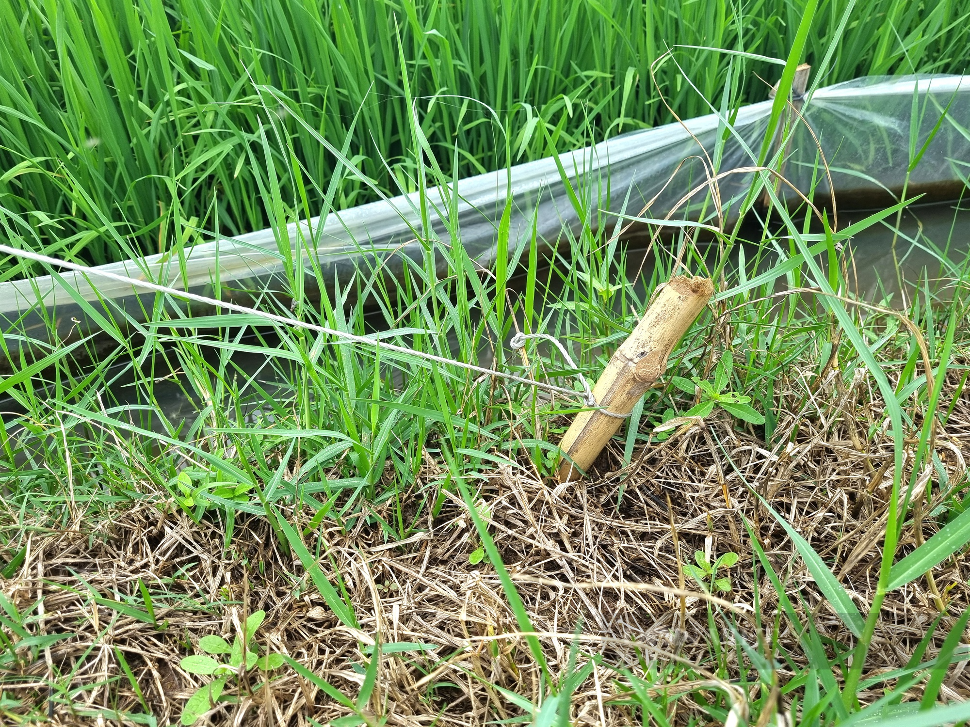Ám ảnh chim trời bị “hành quyết” lơ lửng giữa cánh đồng lúa ở Ninh Bình - Ảnh 4.
