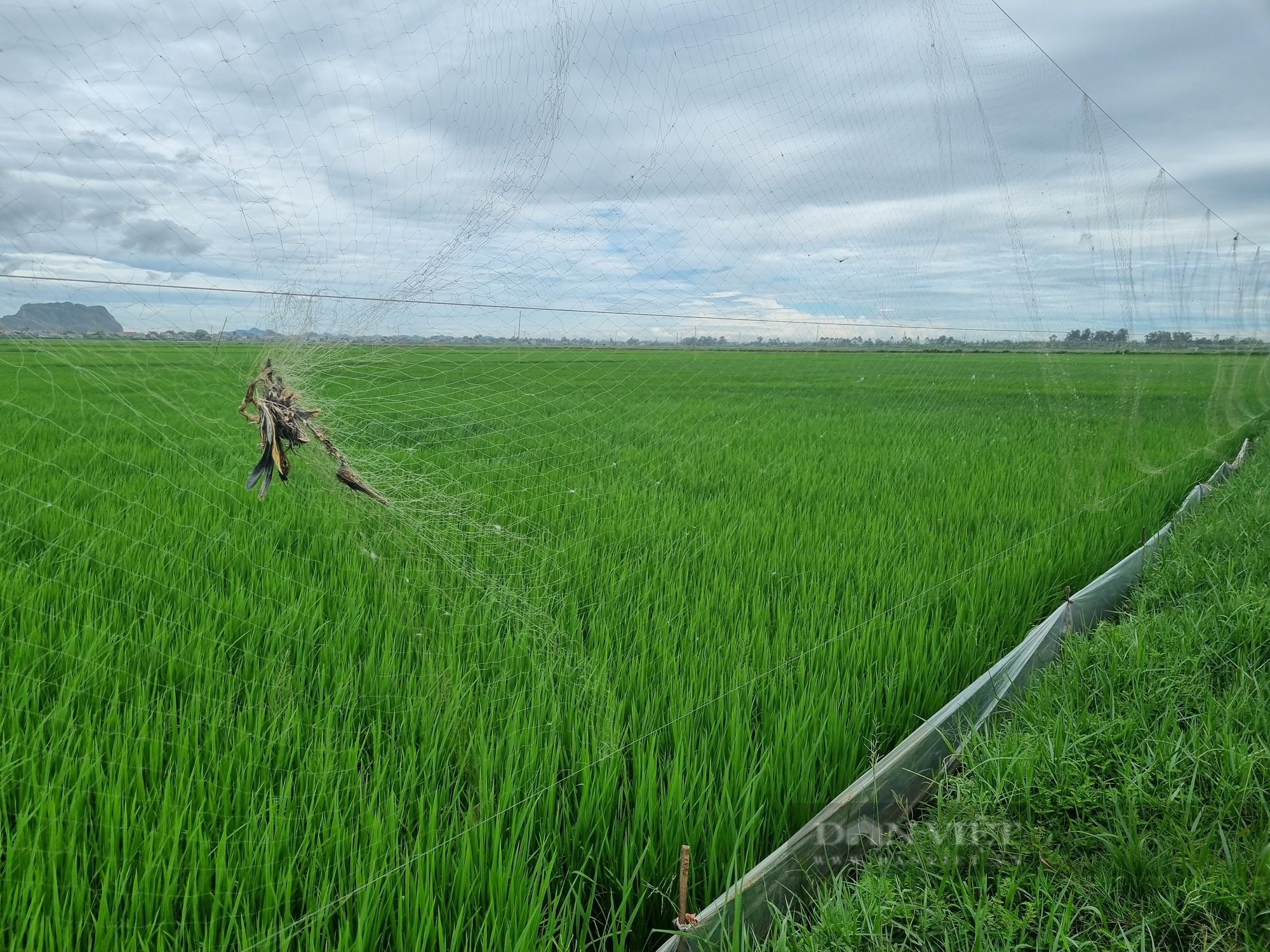 Ám ảnh chim trời bị “hành quyết” lơ lửng giữa cánh đồng lúa ở Ninh Bình - Ảnh 6.