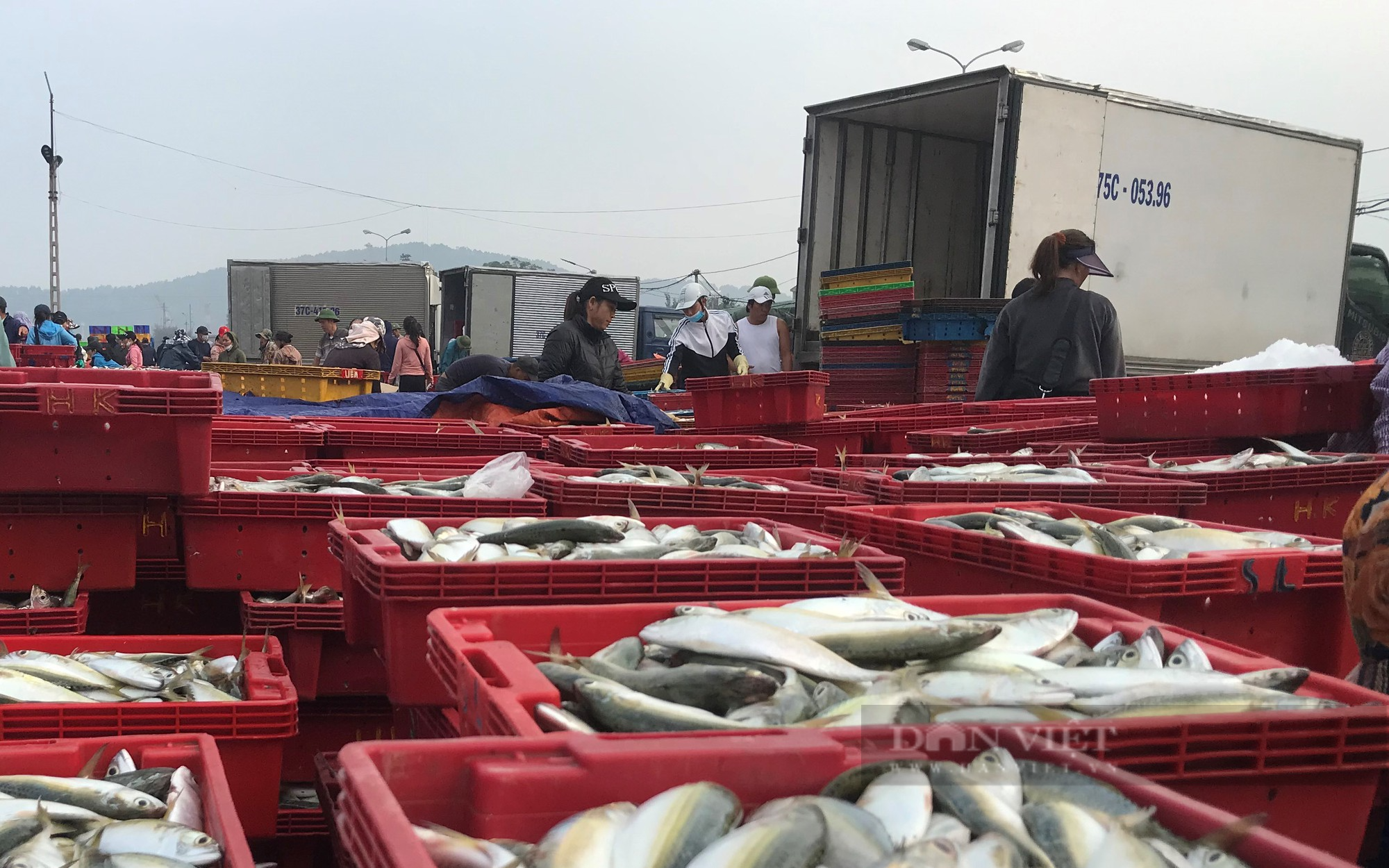 Cập bến với thuyền đầy ắp cá, ngư dân nơi này kiếm hàng trăm triệu còn được tặng cờ thi đua và quà - Ảnh 4.
