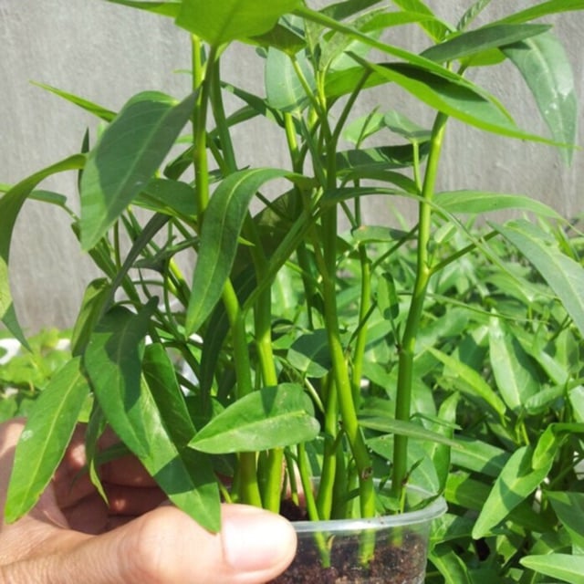 Loại rau được mệnh danh là rau &quot;quốc dân&quot; vì tần suất xuất hiện trên mâm cơm của người Việt, trồng được quanh năm - Ảnh 6.