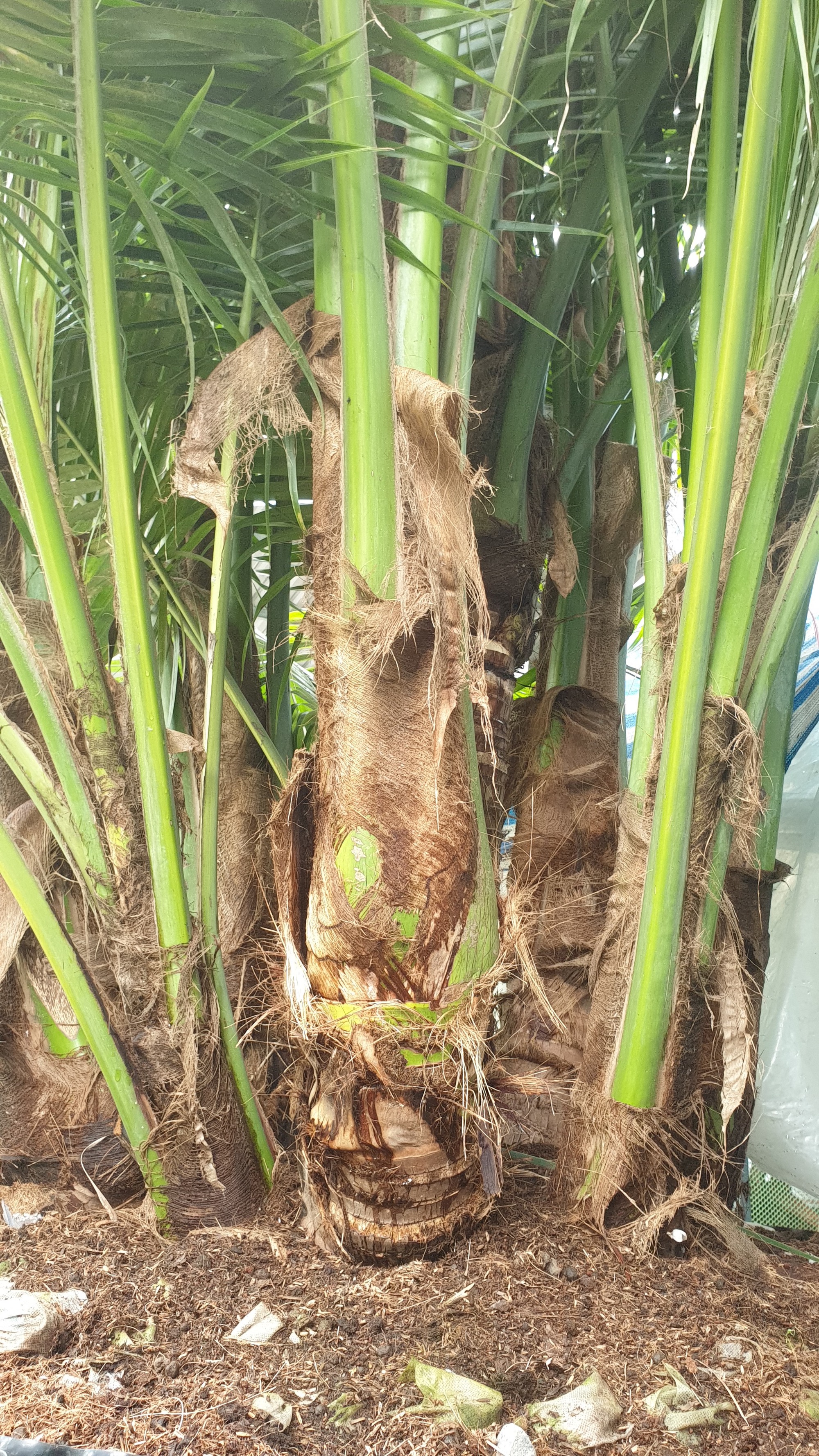 Độc lạ cây dừa 9 thân ở Bến Tre - Ảnh 4.