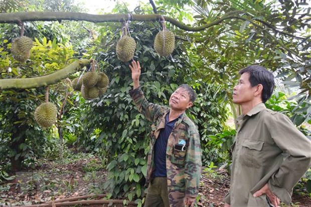 Trồng vườn sầu riêng tiền tỷ ở Đắk , thương lái tấp nập vô cọc tiền, chốt giá, nông dân lo &quot;bể kèo&quot; - Ảnh 1.