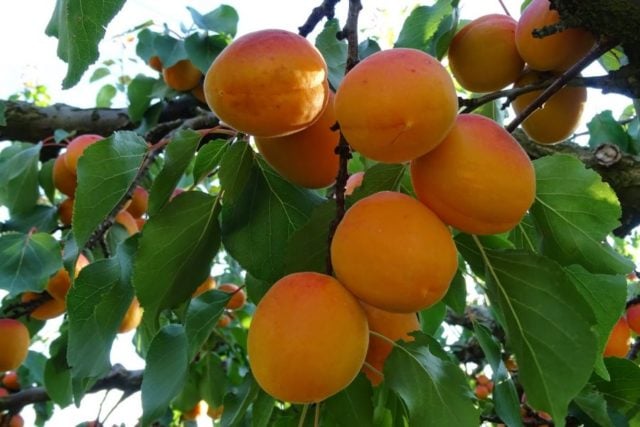 Kể chuyện làng: Sân nhà có một cây mơ - Ảnh 3.