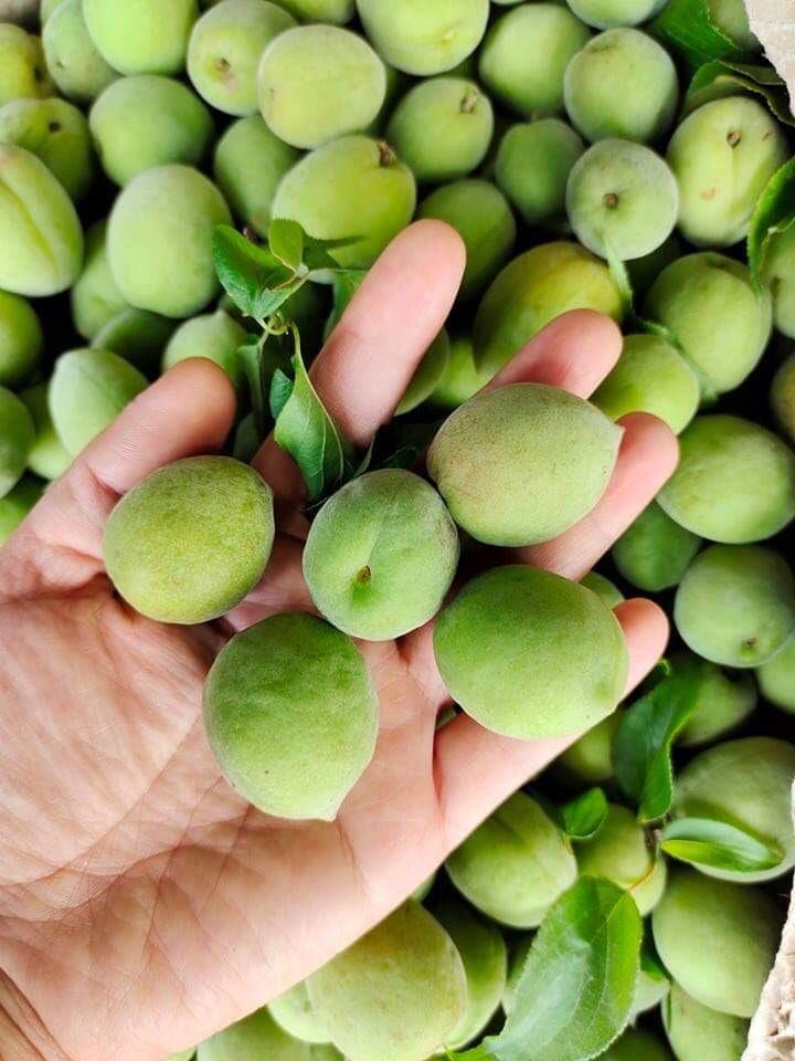 Kể chuyện làng: Sân nhà có một cây mơ - Ảnh 1.