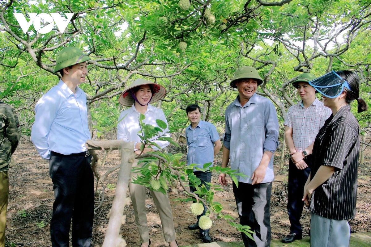 Phương pháp &quot;rải vụ&quot; là thế nào mà giúp na Đông Triều hạn chế việc được mùa mất giá - Ảnh 2.