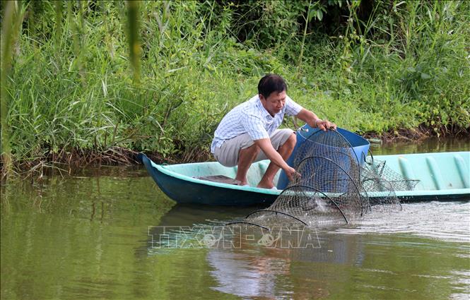 Giá tôm ở Kiên Giang giảm sâu - Ảnh 1.