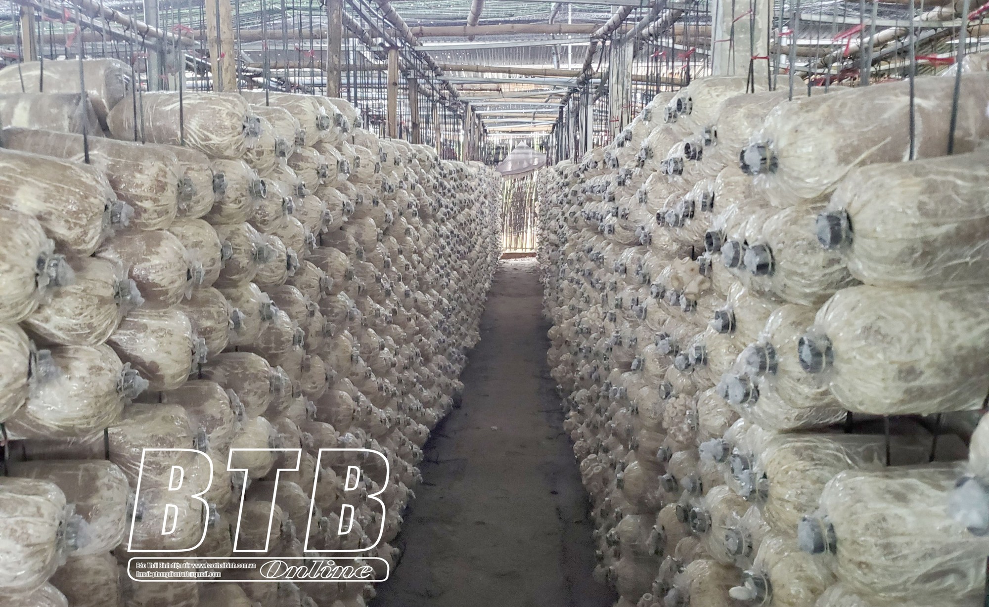 Có bộ thiết bị biết &quot;lắng nghe&quot;, nông dân trồng nấm ở Thái Bình nhàn tênh mà thu lãi khủng - Ảnh 2.